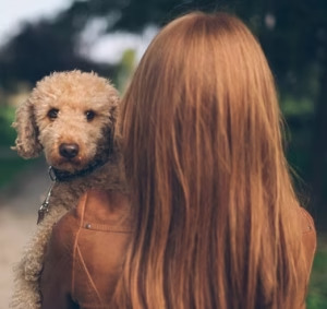 A happy Poodle puppy held by a Petland Summerville family