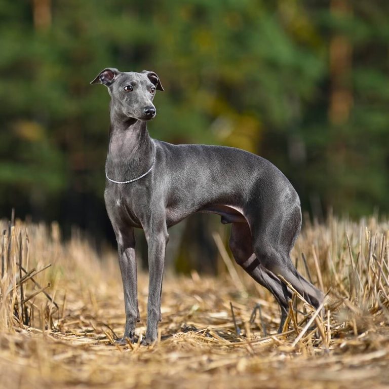 Italian Greyhounds: Elegance, Speed, and Unwavering Companionship