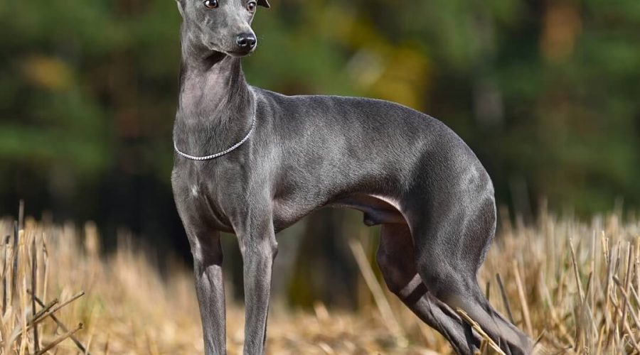 Italian Greyhounds: Elegance, Speed, and Unwavering Companionship