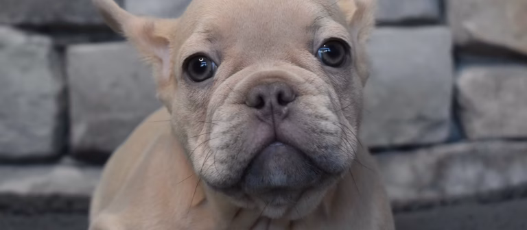 Beware of SCUMBAG scammers using our puppy photos to trick you!