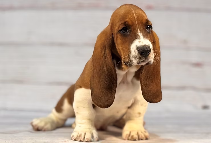 Introducing Our Paw-some Featured Breed of the Week: The Lovable Basset Hound!