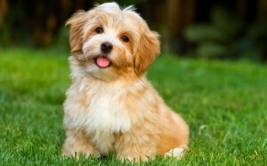 Happy Tummy, Happy Pup: The Ultimate Guide to Boosting Your Dog's Gut Health