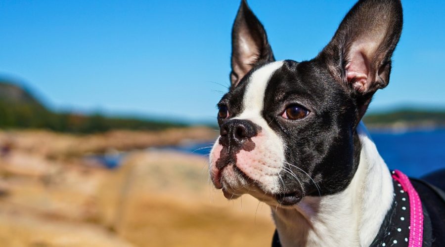 Boston Terrier Puppies and Family Life: Preparing Your Home for a New Member