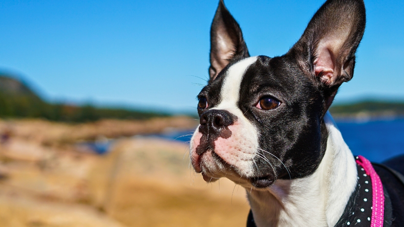 boston-terrier-puppies-and-family-life-preparing-your-home-for-a-new-member