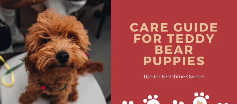 The Complete Care Guide for Teddy Bear Puppies: Tips for First-Time Owners