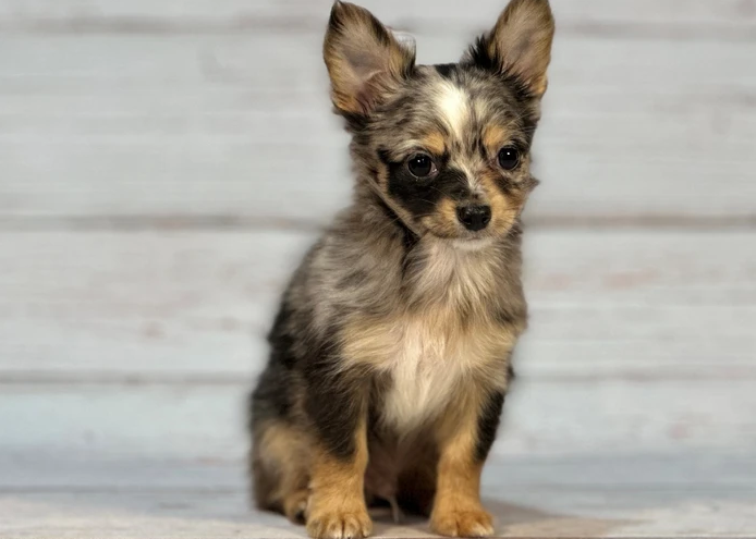 Paw-sitively Perfect Pups: The Top 10 Adorable Dog Breeds for Your Heart and Home