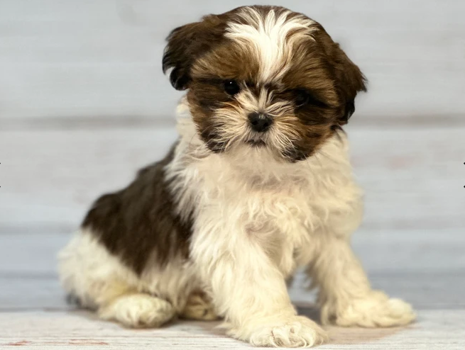 Shih Tzu