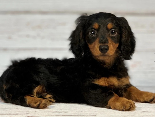 Yorkshire Terrier (Yorkie)