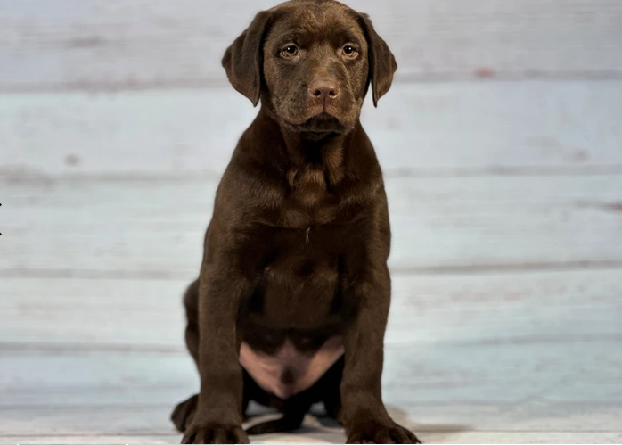 Labrador Retriever