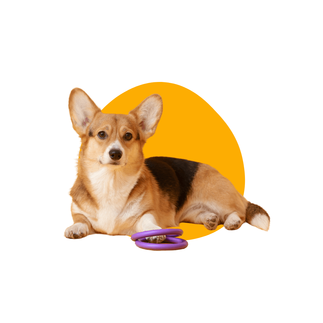 Are Petland Summerville’s puppies vaccinated?