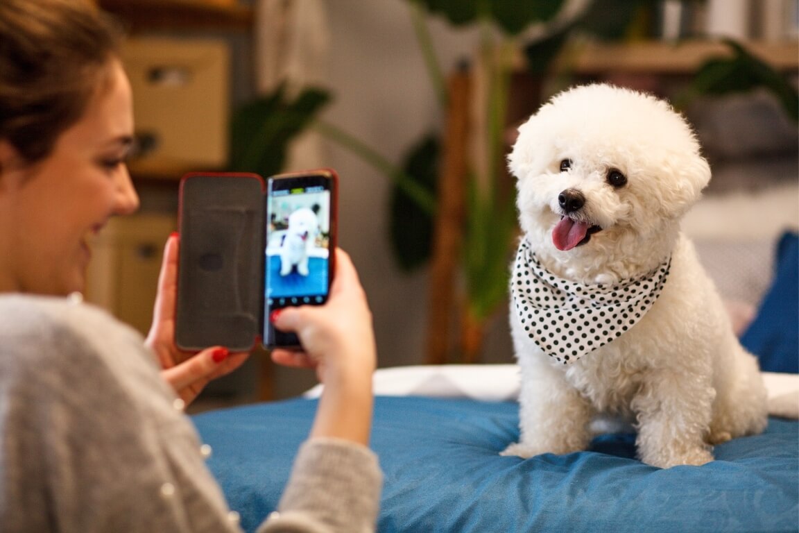 Book a Virtual Puppy Introduction-Petland Summerville