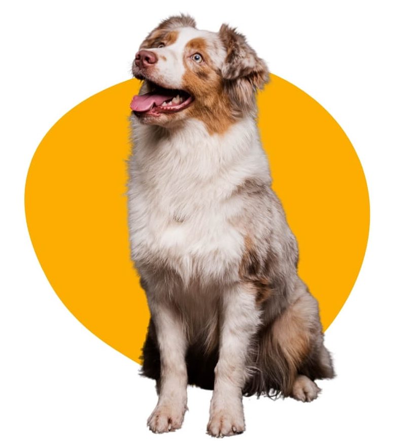 What are Petland Summerville’s hours of operation?