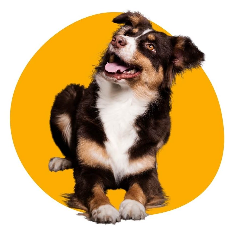 Where is Petland Summerville located?