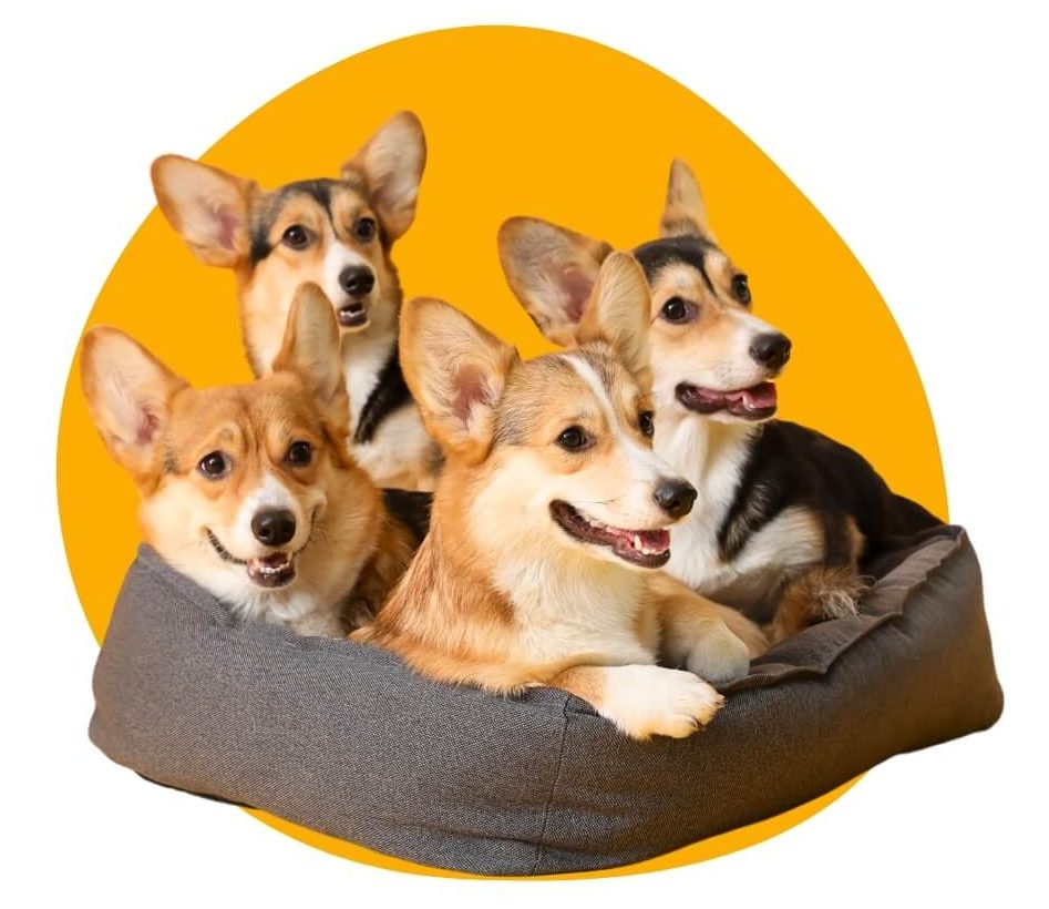 What is Petland Summerville?