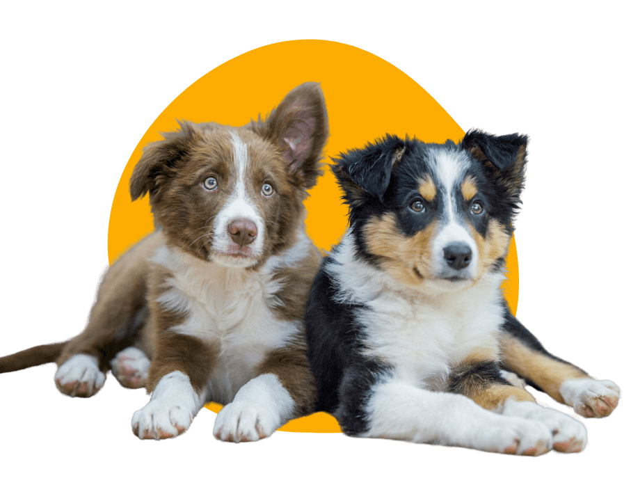 Does Petland Summerville offer pet supplies and food?
