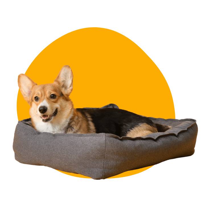 What kind of veterinary care does Petland Summerville provide?