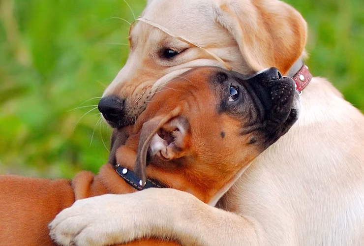 Dog Separation Anxiety