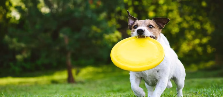How Much Exercise Does Your Puppy Really Need?
