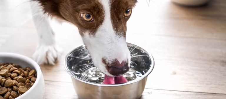 Winter Wellness: The Importance of Proper Nutrition for Your Dog