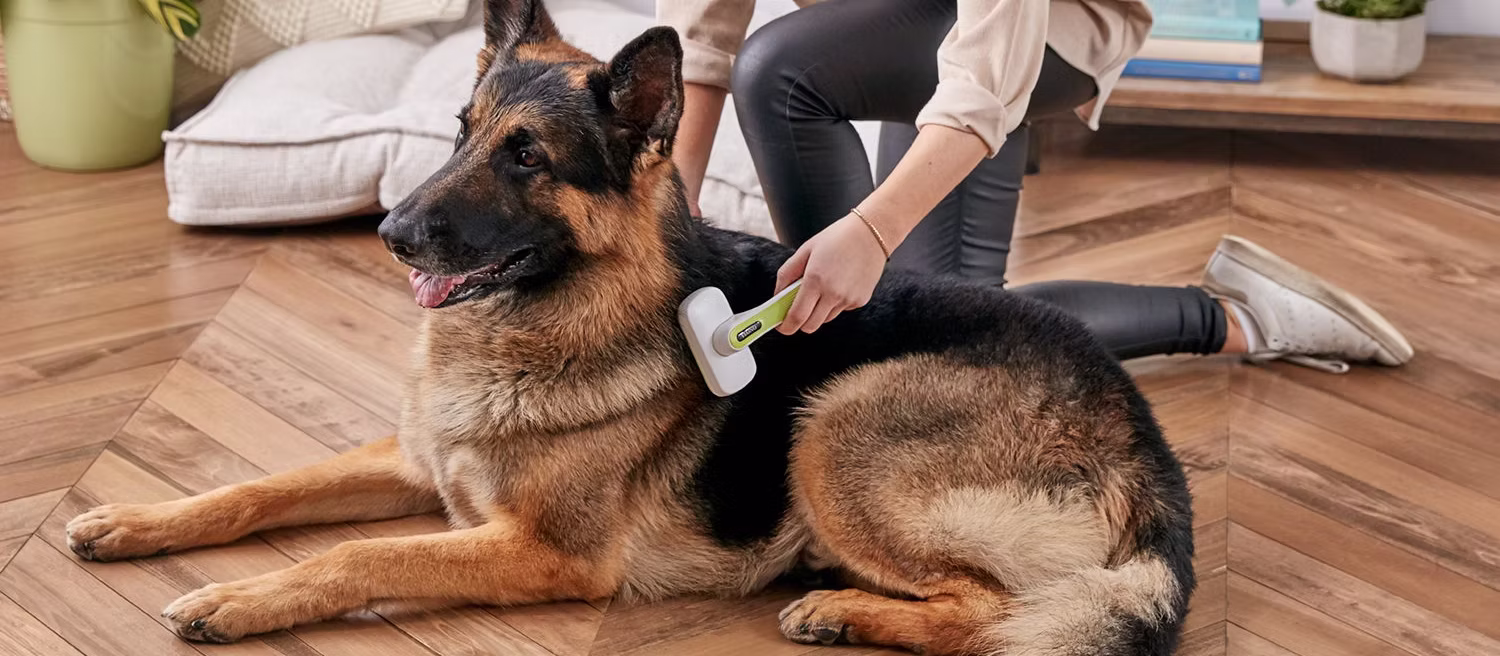 How to Stop Seasonal Shedding: Tips for Managing Springtime Fur Explosions
