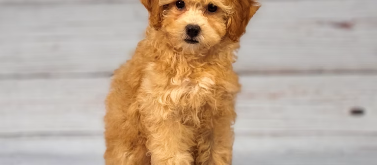 Poodle Perfection: Our Featured Breed of the Week!
