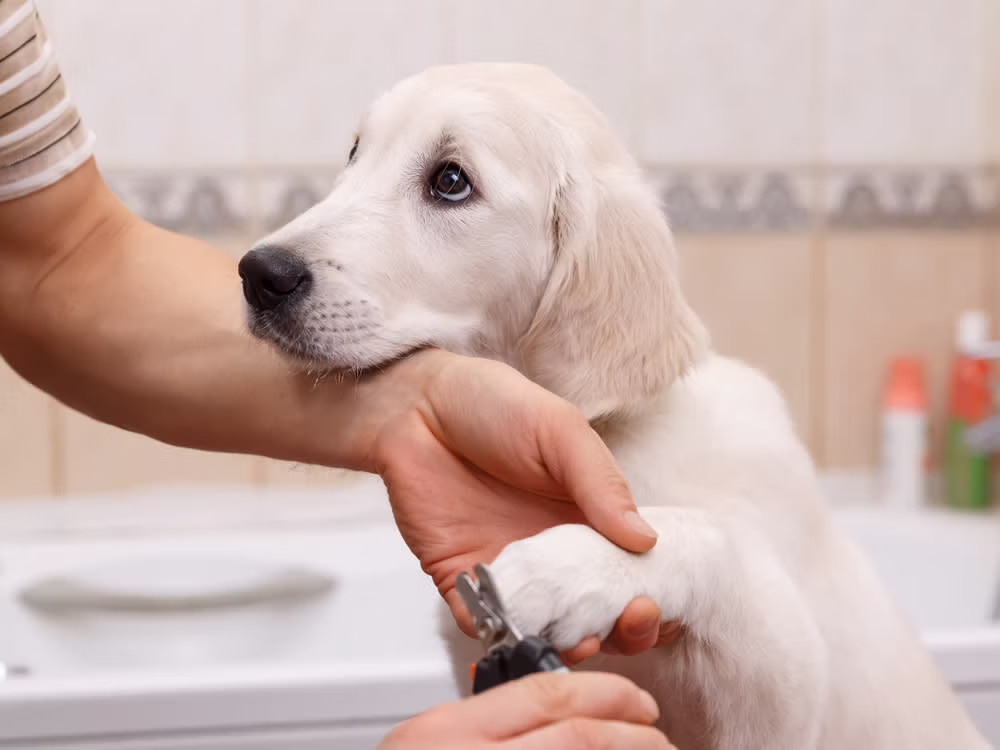 Winter Grooming: Keeping Your Pup Cozy and Clean All Season!