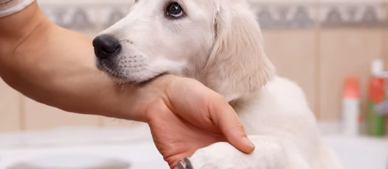 Winter Grooming: Keeping Your Pup Cozy and Clean All Season!