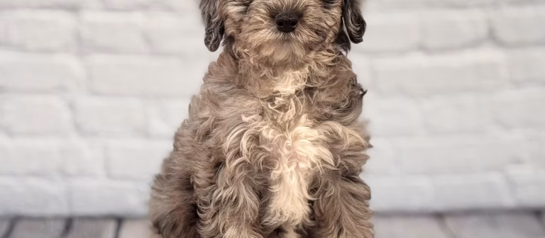 Is a Schnoodle the Right Dog for You? 5 Things to Consider