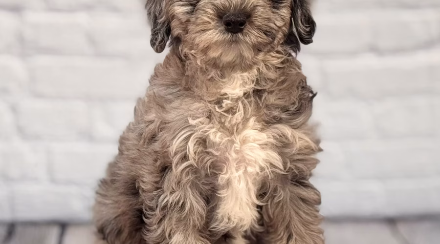 Schnoodle dog
