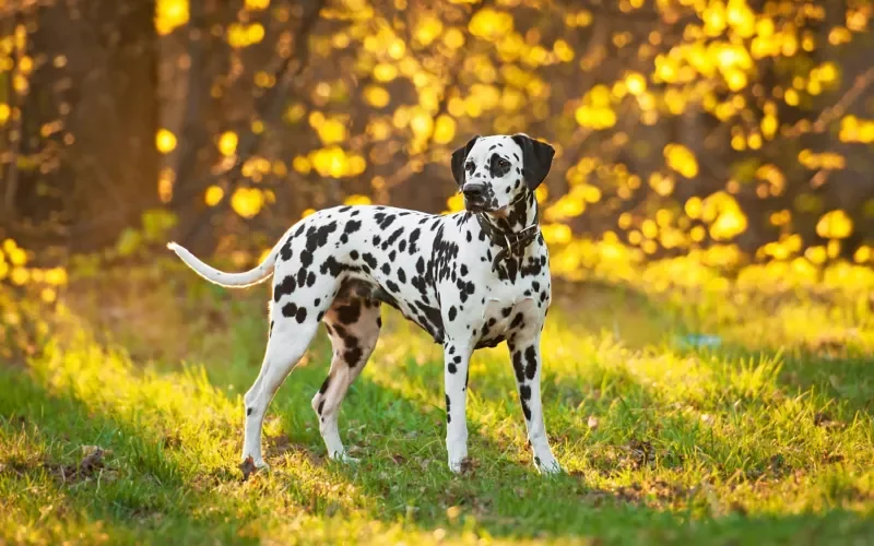 Featured Breed of the Week: Adorable Dalmatian Puppies