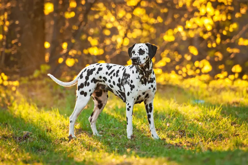 Featured Breed of the Week: Adorable Dalmatian Puppies