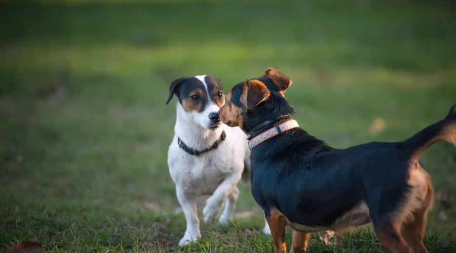 Successful Puppy Introduction: Essential Steps for a Happy Home