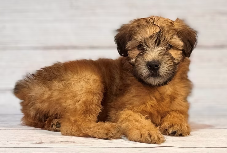 Wheaten Wonders: Spotlight on Wheaten Terriers!