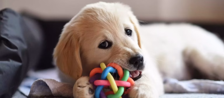 How to Prevent Puppy Chewing Disasters on Furniture & Shoes