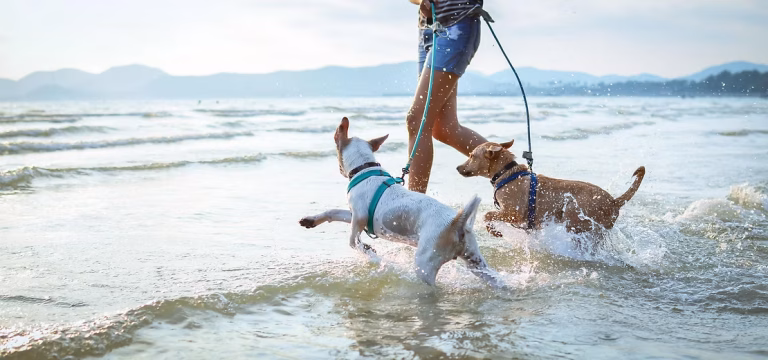 Tis the Season for Pup Adventures: Festive Fun with Your Furry Friend!
