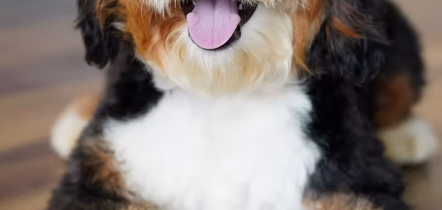 Everything You Need to Know About Owning a Mini Bernedoodle
