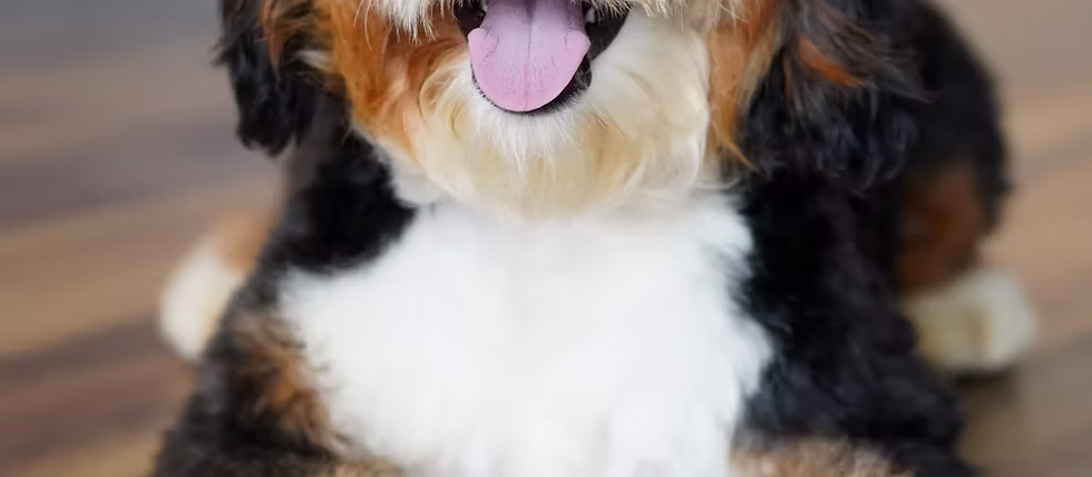 Everything You Need to Know About Owning a Mini Bernedoodle