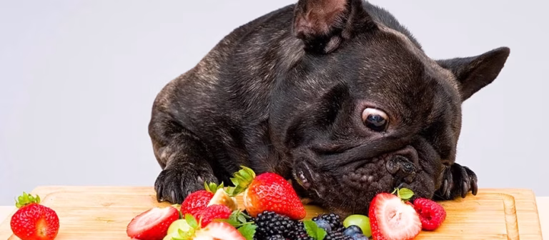 Pawsitively Delicious: A Festive Feast of Safe Human Foods for your Furry Friends