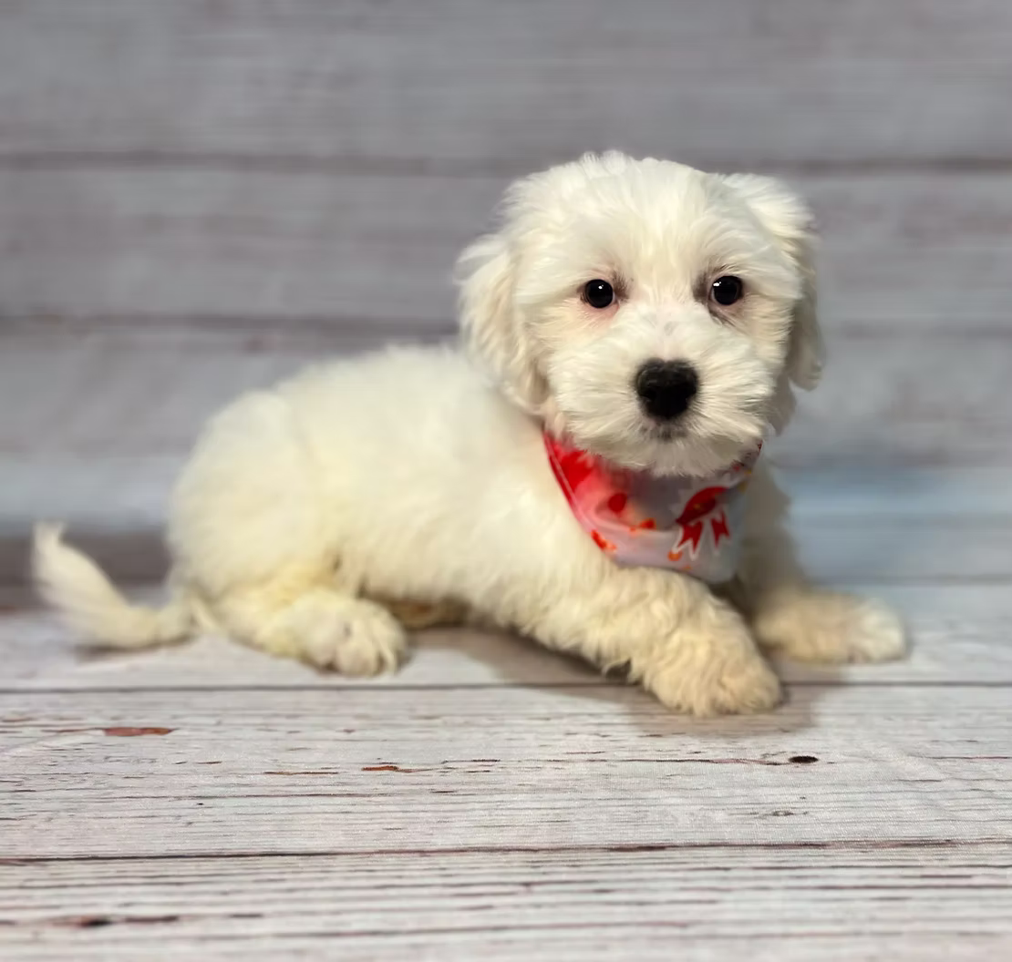 Grooming: Yes, That Fluff Needs Love