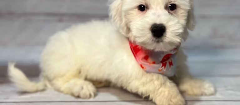 Everything You Need to Know About the Coton de Tulear