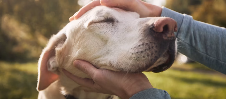 Puppy Love: How Dogs Show Affection!