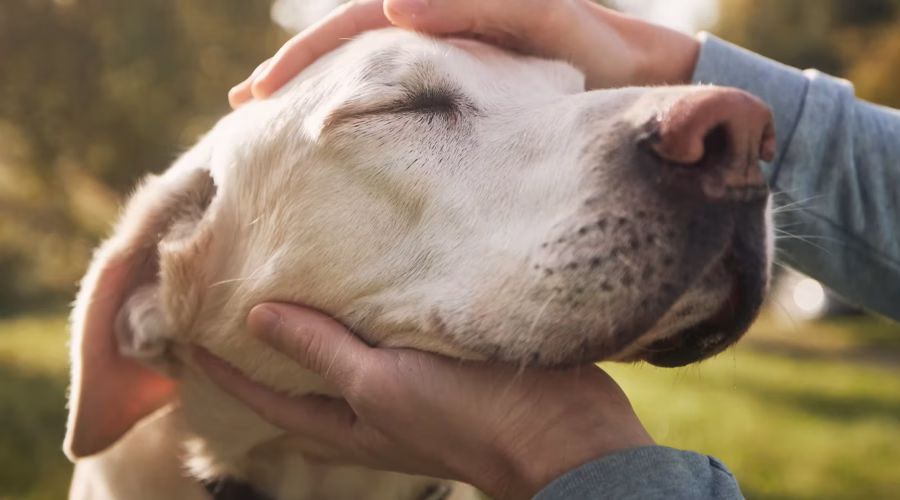 Puppy Love: How Dogs Show Affection!