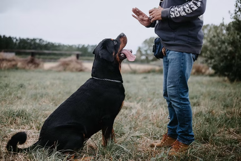 5 Easy Training Tips to Teach Your Dog New Tricks in the New Year