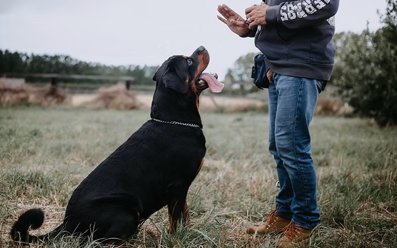 5 Easy Training Tips to Teach Your Dog New Tricks in the New Year
