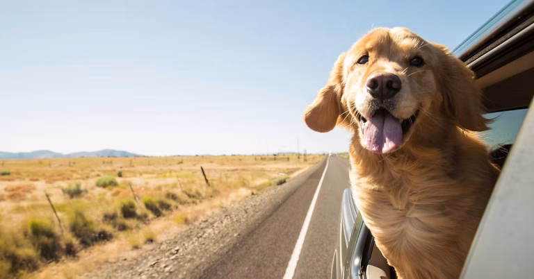 Dog Winter Travel Tips: Hitting the Road or Sky Safely
