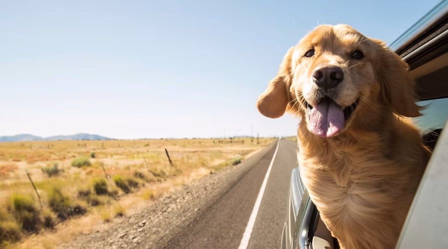 Dog Winter Travel Tips: Hitting the Road or Sky Safely