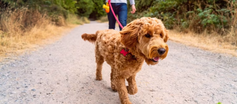Aggression vs. Reactivity in Dogs: What’s the Difference?