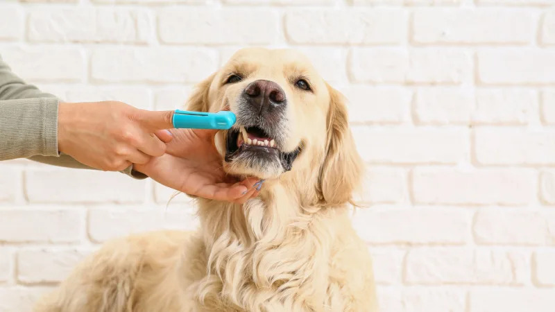 How to Brush Your Puppy’s Teeth (And Why It Matters)