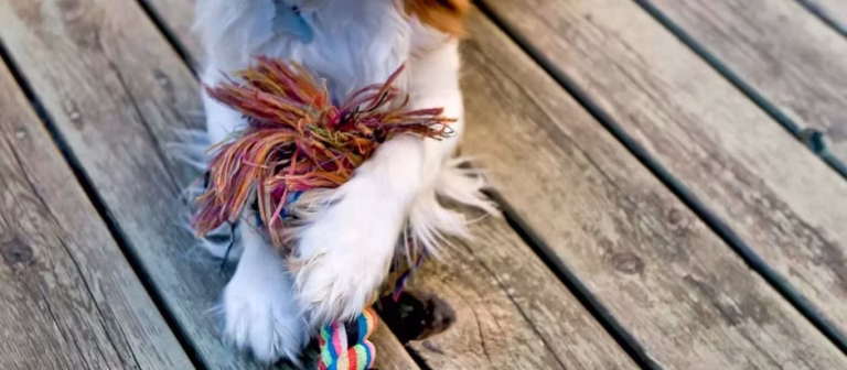 The Charming Cavalier King Charles: This Week’s Featured Breed