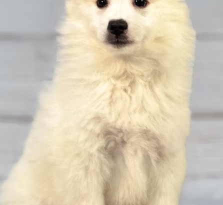 Paw-Some Picks of the Week: American Eskimo